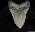 Inch NC Megalodon Tooth #68-1
